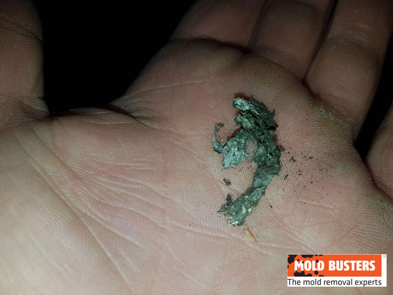 Is Green Mold Dangerous? How to Remove Green Mold