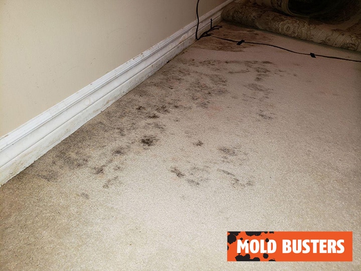 Expert Carpet Mold Removal Service Mold Busters Canada