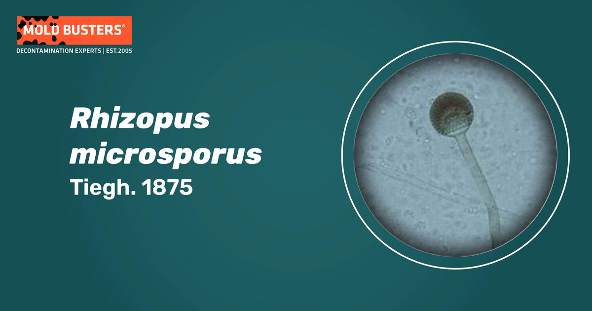Rhizopus microsporus Morphology and Health Effects Mold Busters