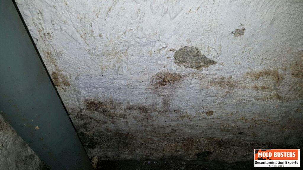 Guide to Mold on Concrete Identification, Removal, and Prevention