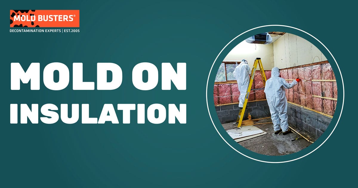 Mold on Insulation Ultimate Guide with All Questions Answered
