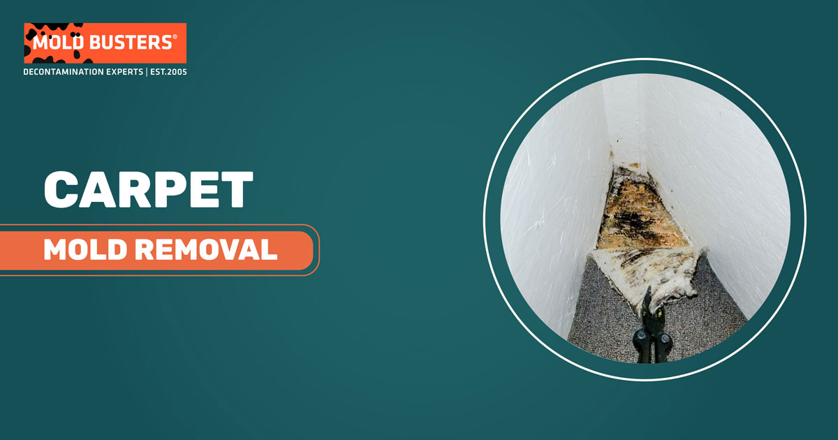 Expert Carpet Mold Removal Service Mold Busters Canada