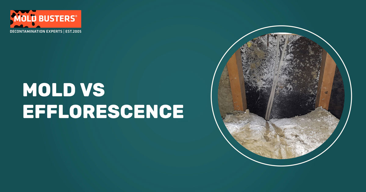 Mold vs Efflorescence How to Identify the Difference?