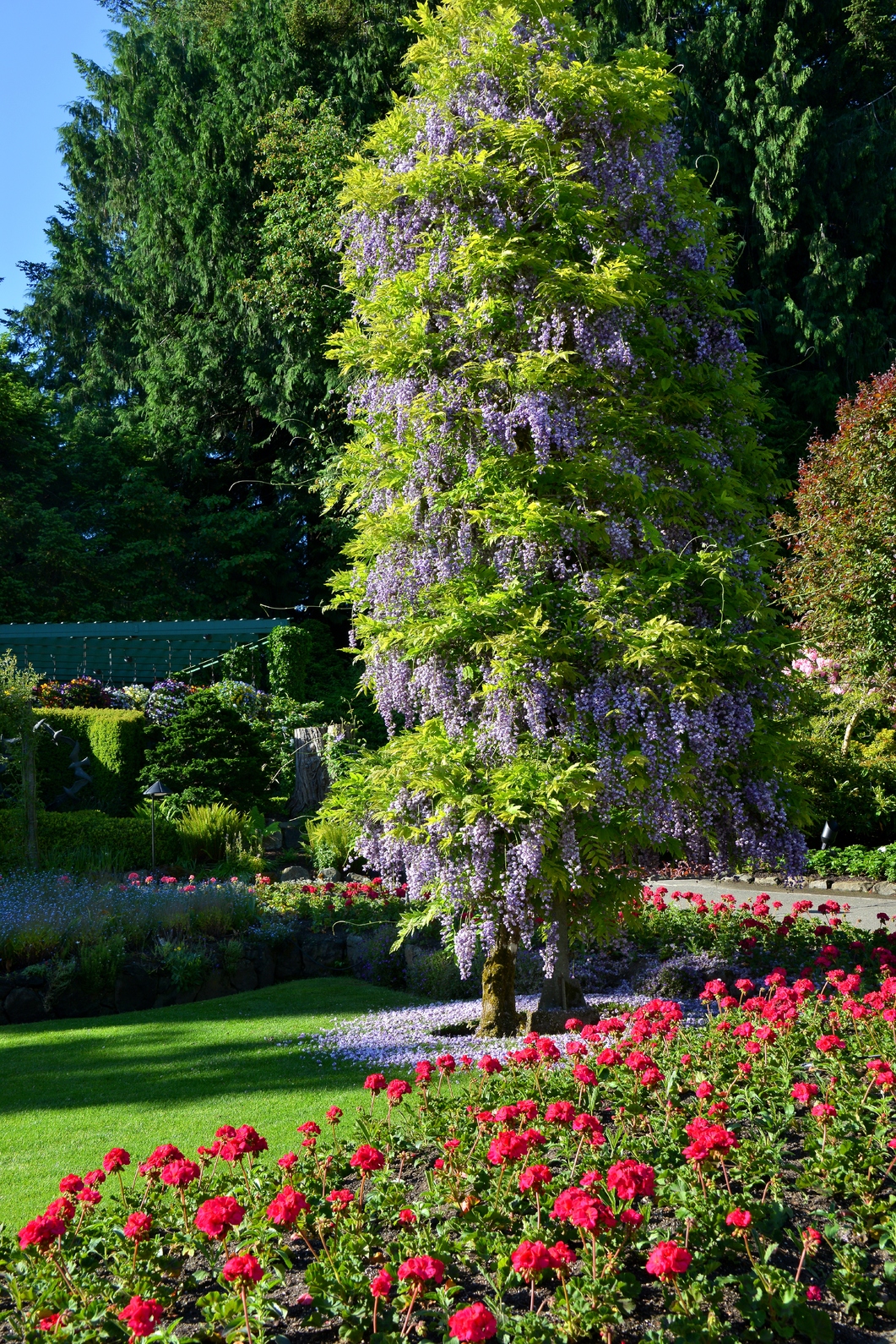 What's in bloom now? Garden updates May 26 June 2 The Butchart Gardens