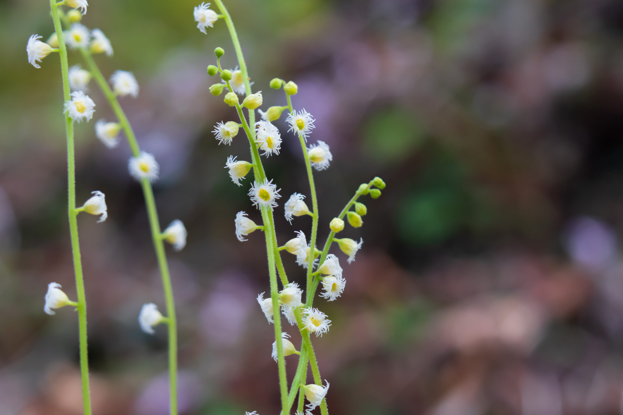 Mitella diphylla twoleaf miterwort) Butterfly Effect Farm