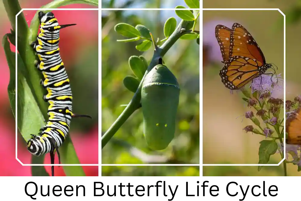 Queen Butterfly Vs Monarch