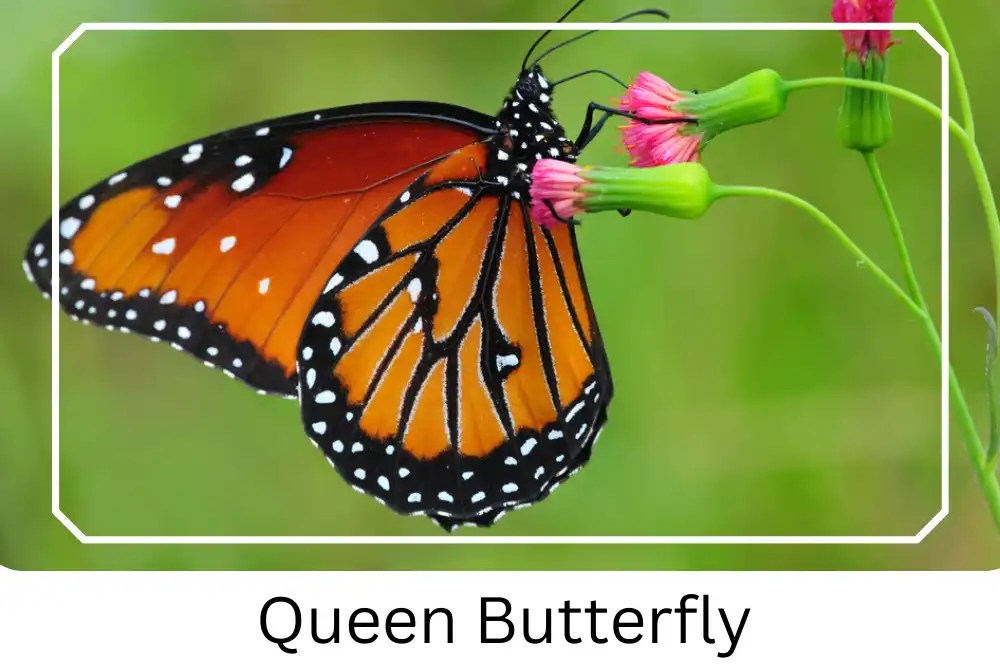 Queen Butterfly Vs Monarch