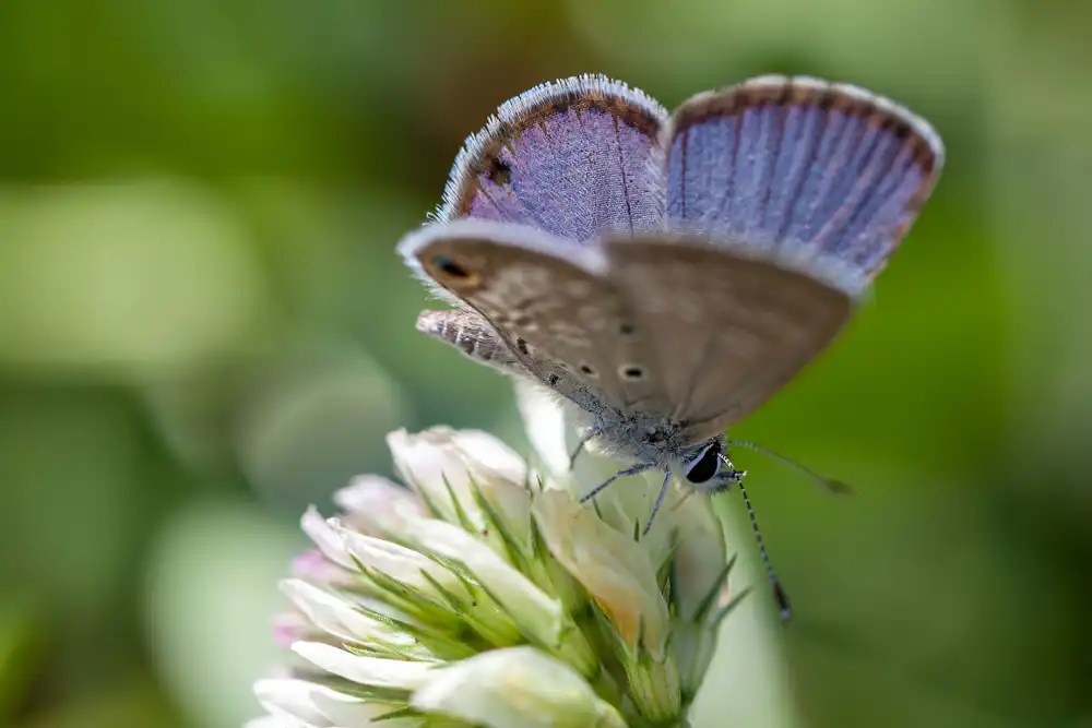 Miami Blue Butterfly Identification, Facts, & Pictures
