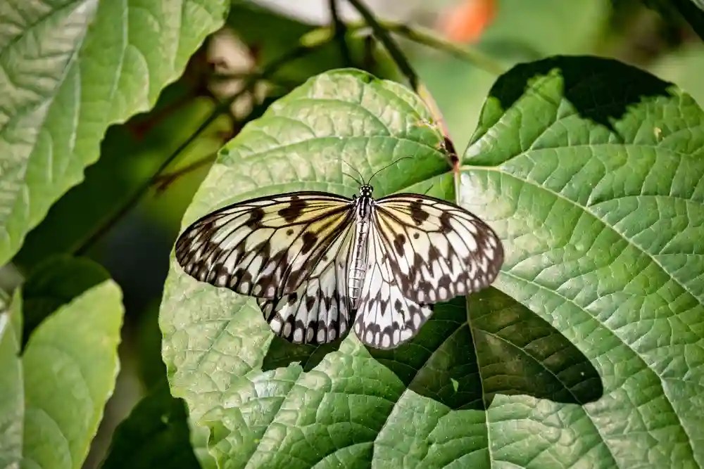 Paper Kite Butterfly Identification, Facts, & Pictures