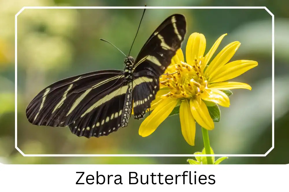 Zebra Longwing Butterfly Life Cycle