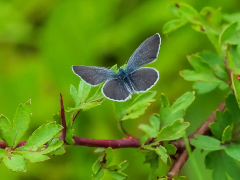 Small Blue Butterfly Identification, Facts, & Pictures