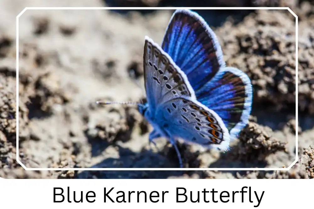 Karner Blue Butterfly Habitat