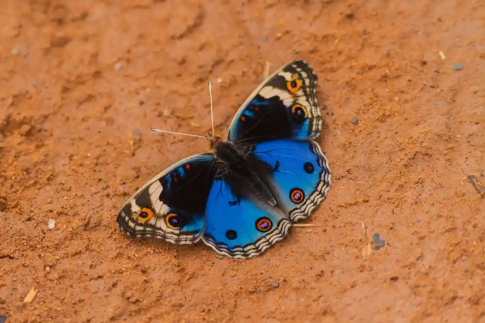 Blue Pansy Butterfly Identification, Facts, & Pictures