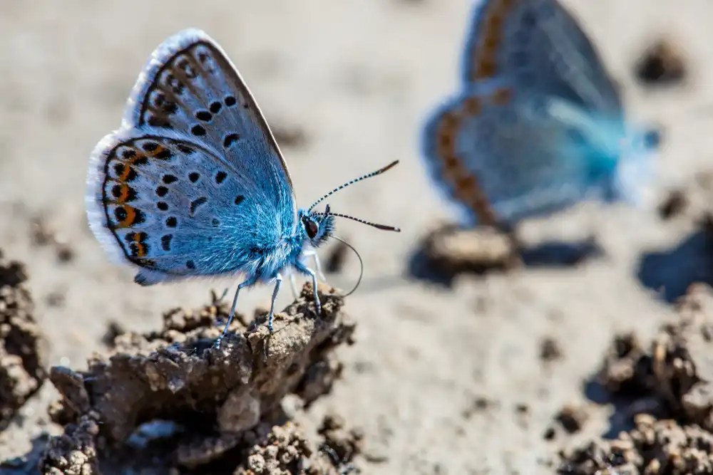 Karner Blue Butterfly Identification, Facts, & Pictures