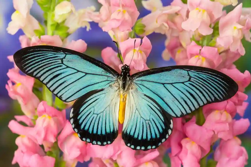 Giant Blue Swallowtail Butterfly Identification, Facts, & Pictures