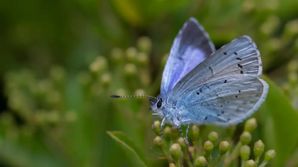 Holly Blue Butterfly Identification, Facts, & Pictures