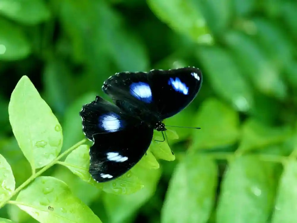 Blue Moon Butterfly Identification, Facts, & Pictures