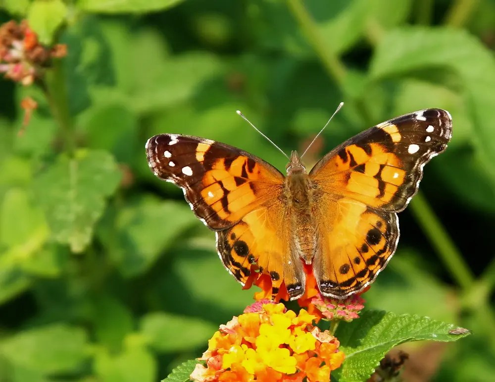 American Painted Lady Butterfly