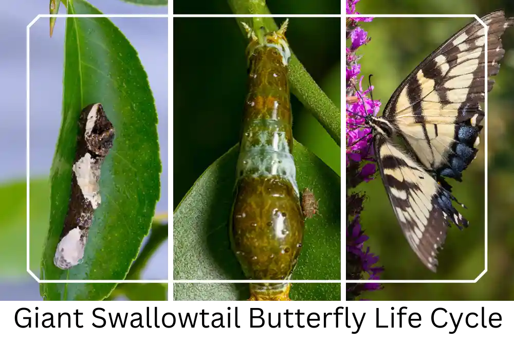 Giant Swallowtail Larvae