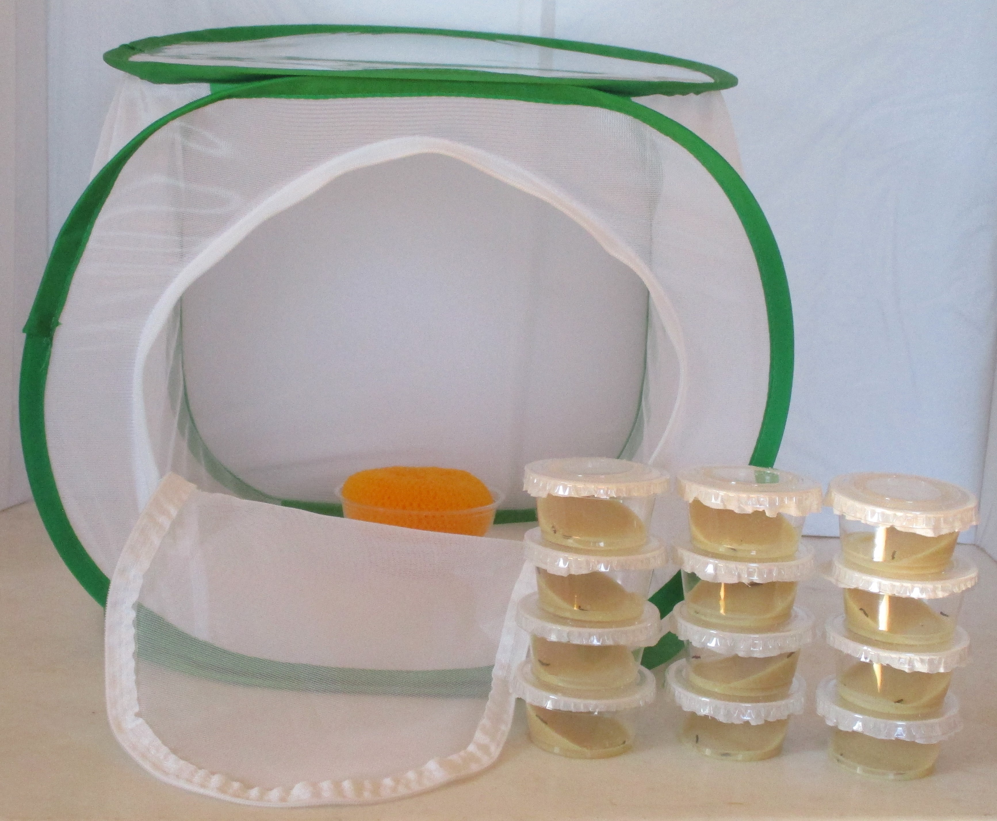 Butterfly Nursery Medium Kit 24 Larvae in 12 Cups 48.99 Butterfly
