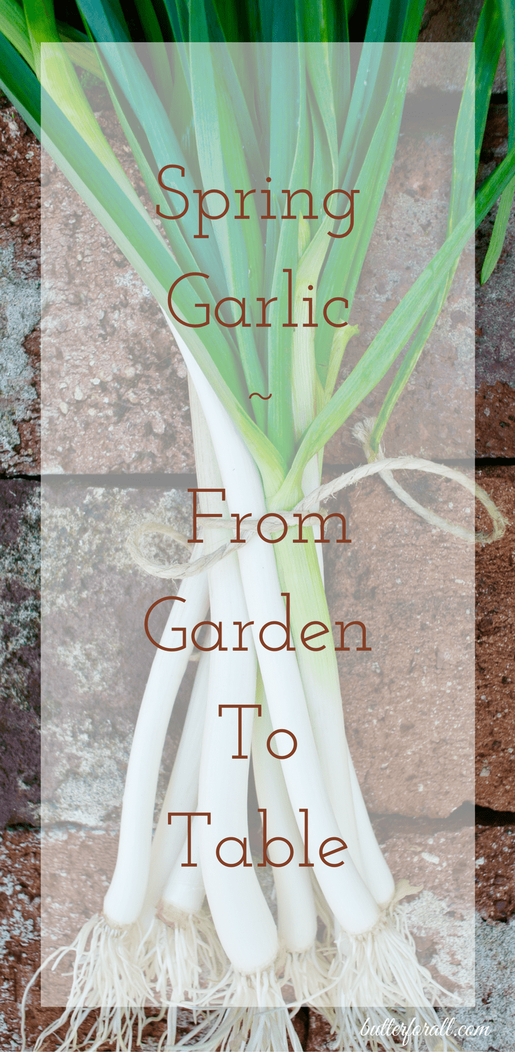 Spring Garlic From Garden to Table • Butter For All