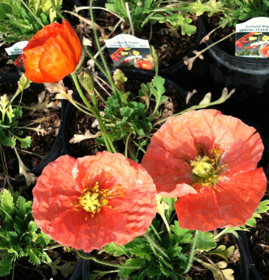 Buxton's Garden Farm & Flower Shop