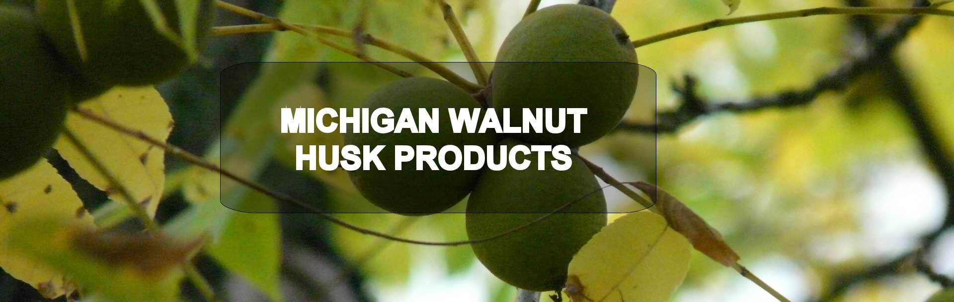 Buy Black Walnuts Black Walnut Husks Black Walnut Shells