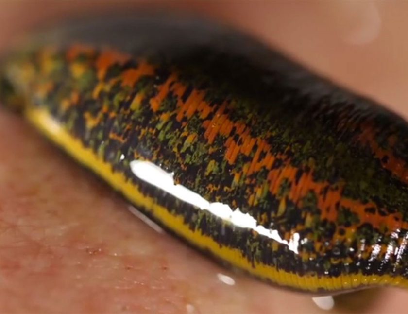 How to feed leeches? Buy Leech