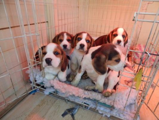 Tri Colour Male and Female Beagle Puppies