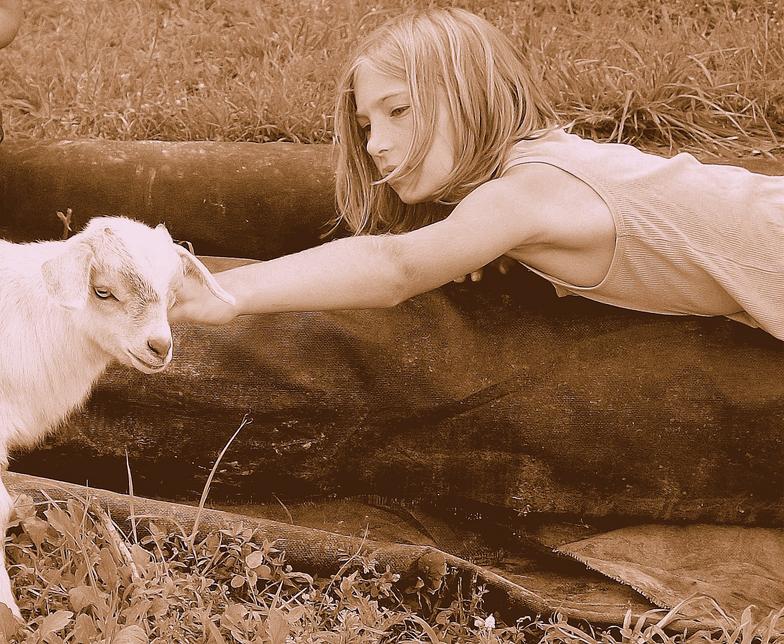 Find out why Fainting goats are the best backyard goat! Fainting goats