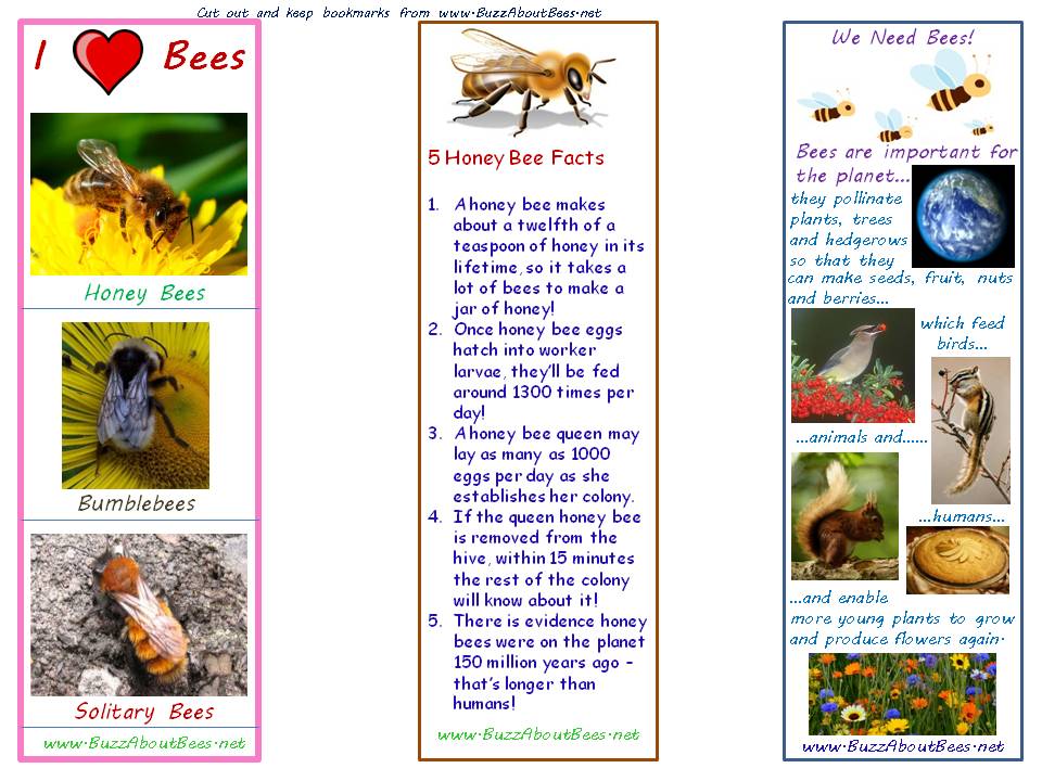Bee Themed Activity Sheets