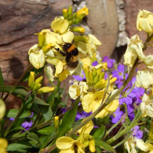 6 Tips For Making A Small Paved Yard Attractive For Bees & Pollinators