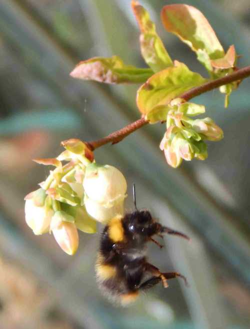 Growing Fruit And Vegetables With A Little Help From The Bees