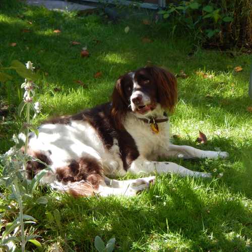 How Long Does A Bee Sting Last For Dogs