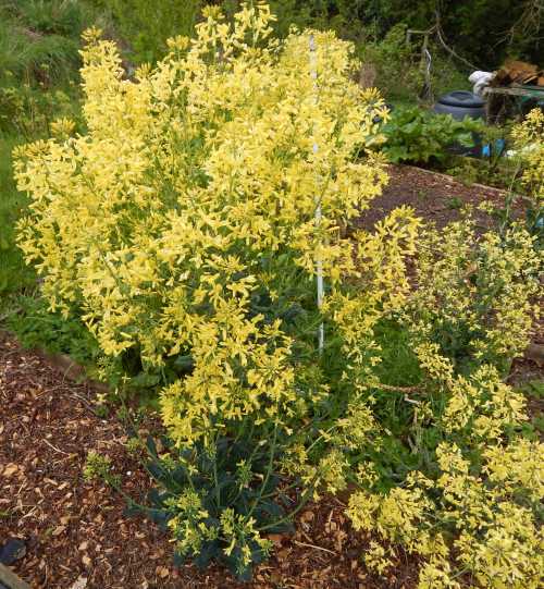 Attracting Bees To Your Garden