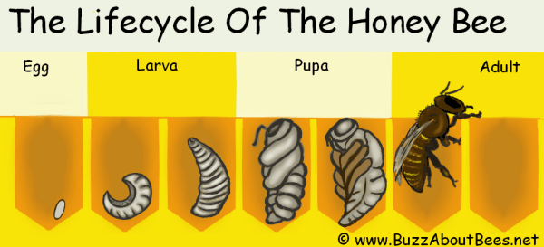 The Honey Bee Life Cycle