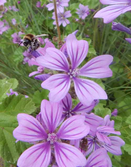 Free Flower Seeds For Bees Canada Best Flower Site