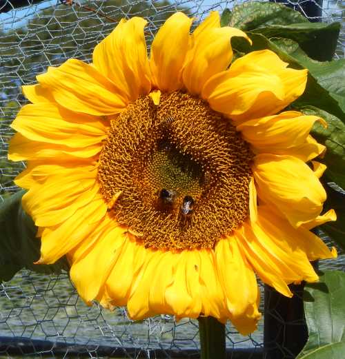 Do Bees Visit Yellow Flowers?