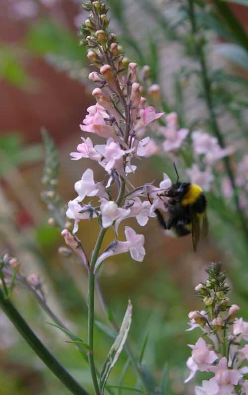 Free Flower Seeds For Schools Best Flower Site