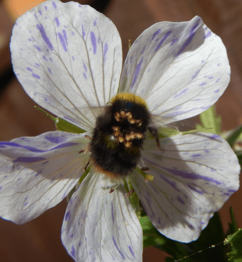 How To Help Bumble Bees With Mites And When To Leave Them Alone