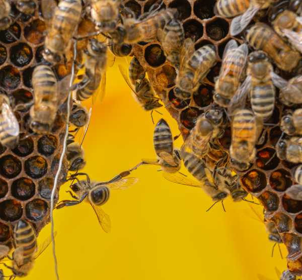 Festooning Bees What Is It, Why Do Bees Do It? With Images & Video