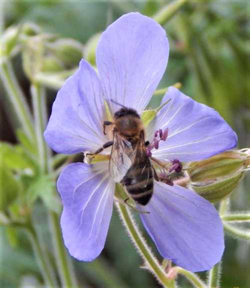 How Long Do Bees Live?