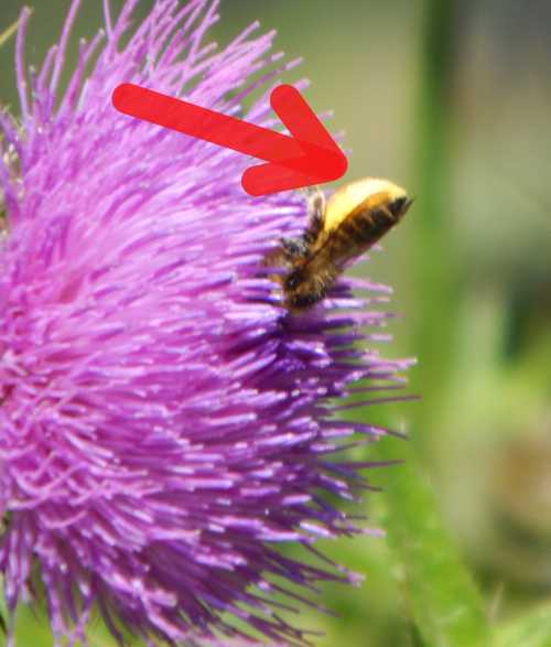 The Leafcutter Bee Life Cycle, Nesting Habits, Videos, How To Attract