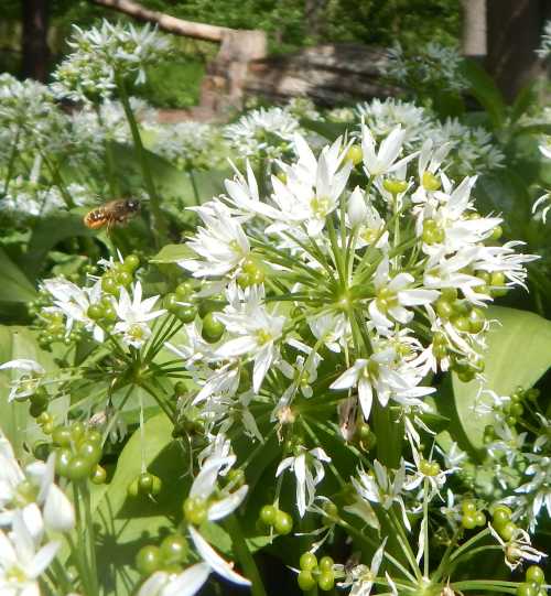 Gardening For Bees Lists of Plants, Shrubs, Climbers, Bulbs Etc