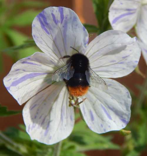 Plant Hardy Geraniums For Bees