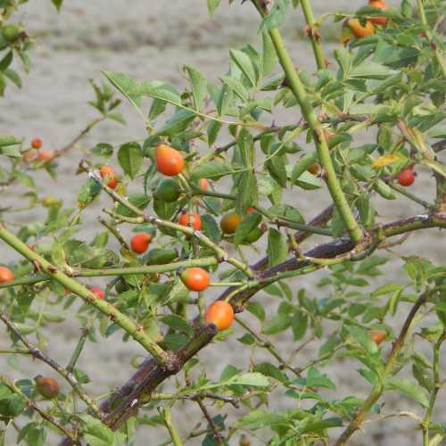 Tips For Feeding The Birds In Winter And How Bees Help