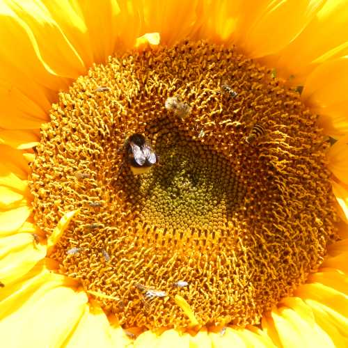 Everyone Knows Bees Like Sunflowers And So Do Other Pollinators!