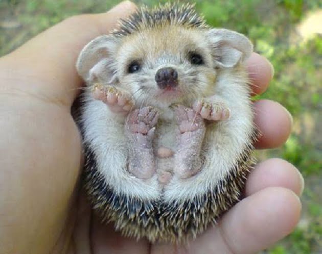 Animaux mignons Top 10 des bébés qui vont vous faire craquer
