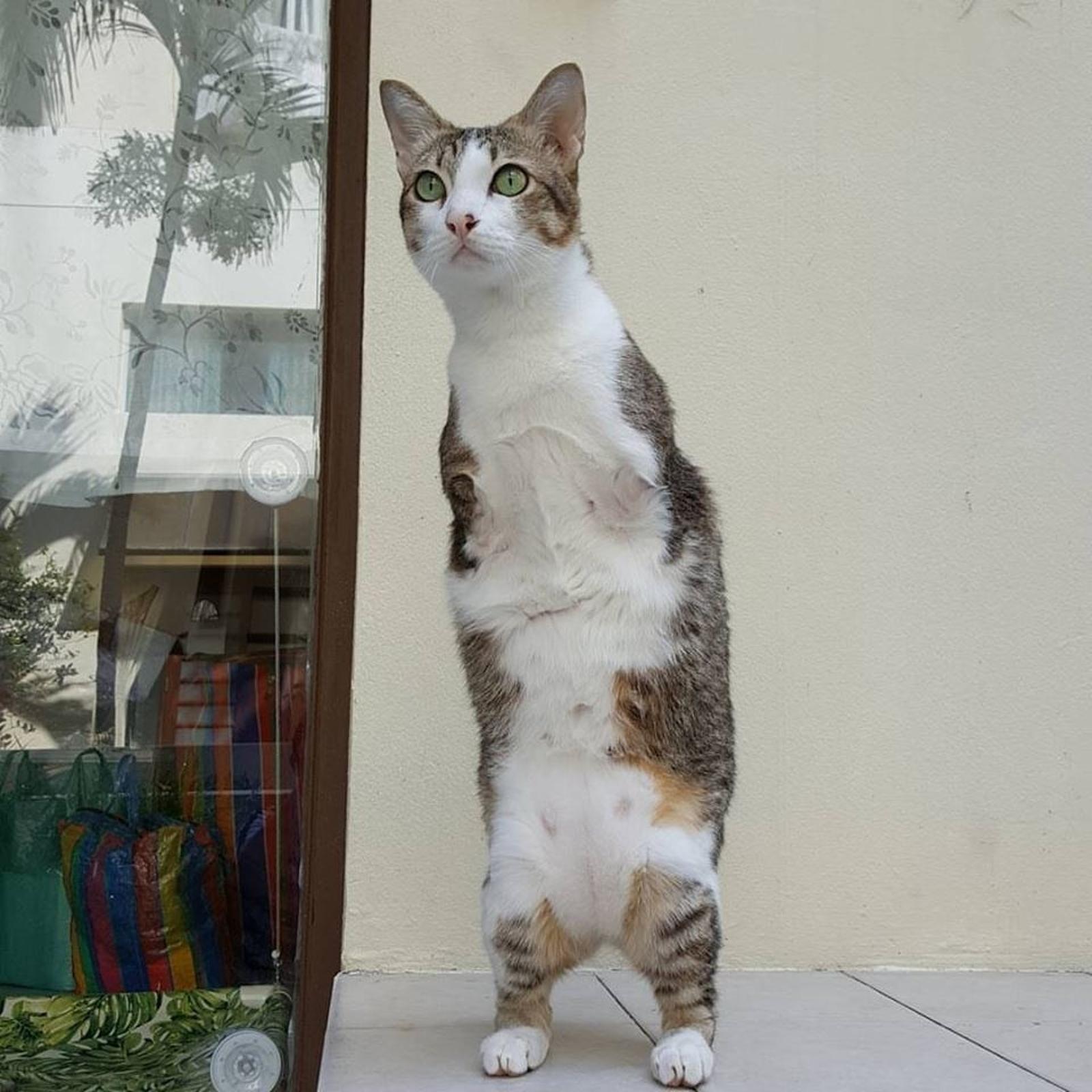 Diese Katze hat ihre Vorderbeine verloren und läuft jetzt