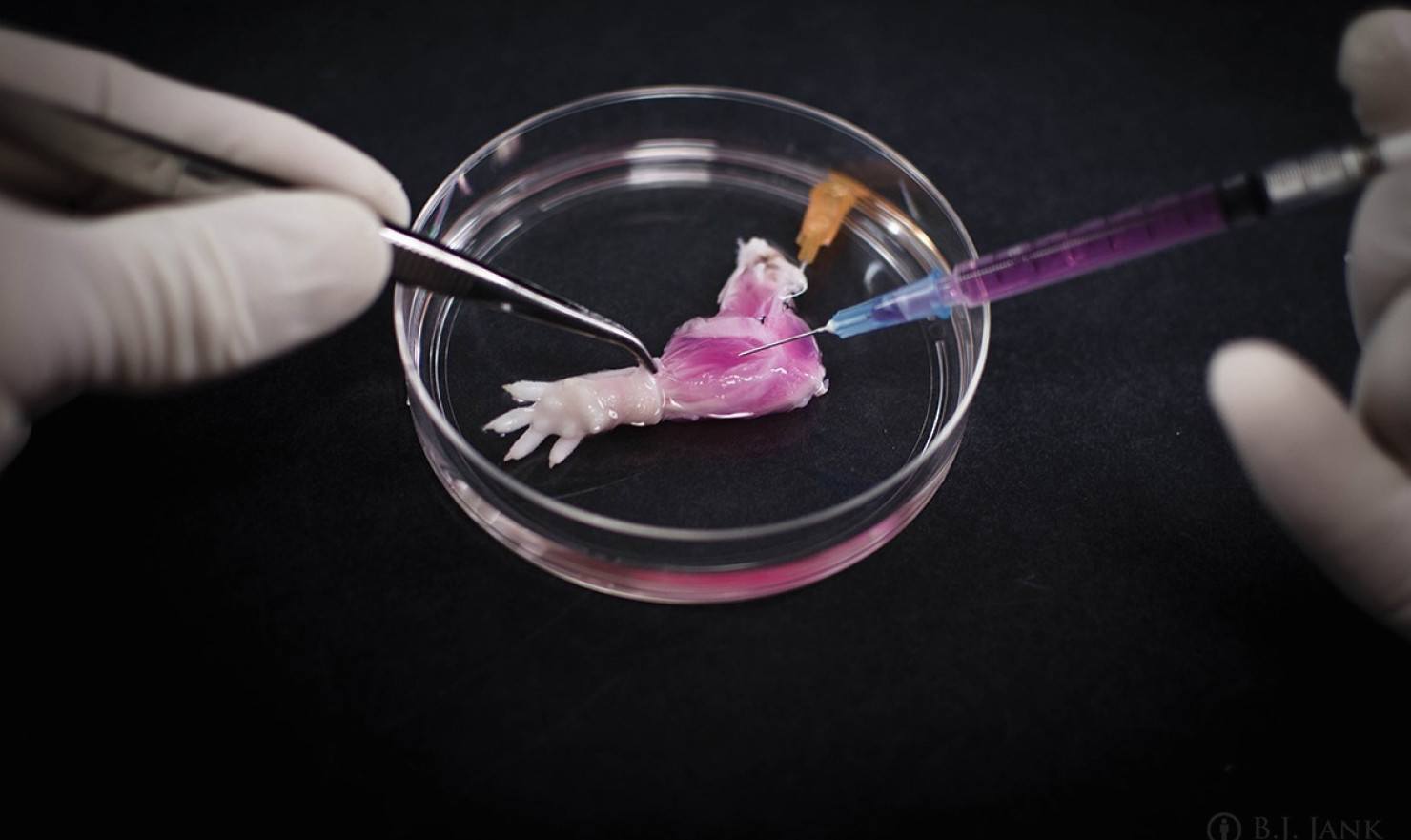 Scientists Have Produced the First LabGrown Limb Buzzworthy